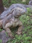 500 Land Iguana.JPG (91 KB)